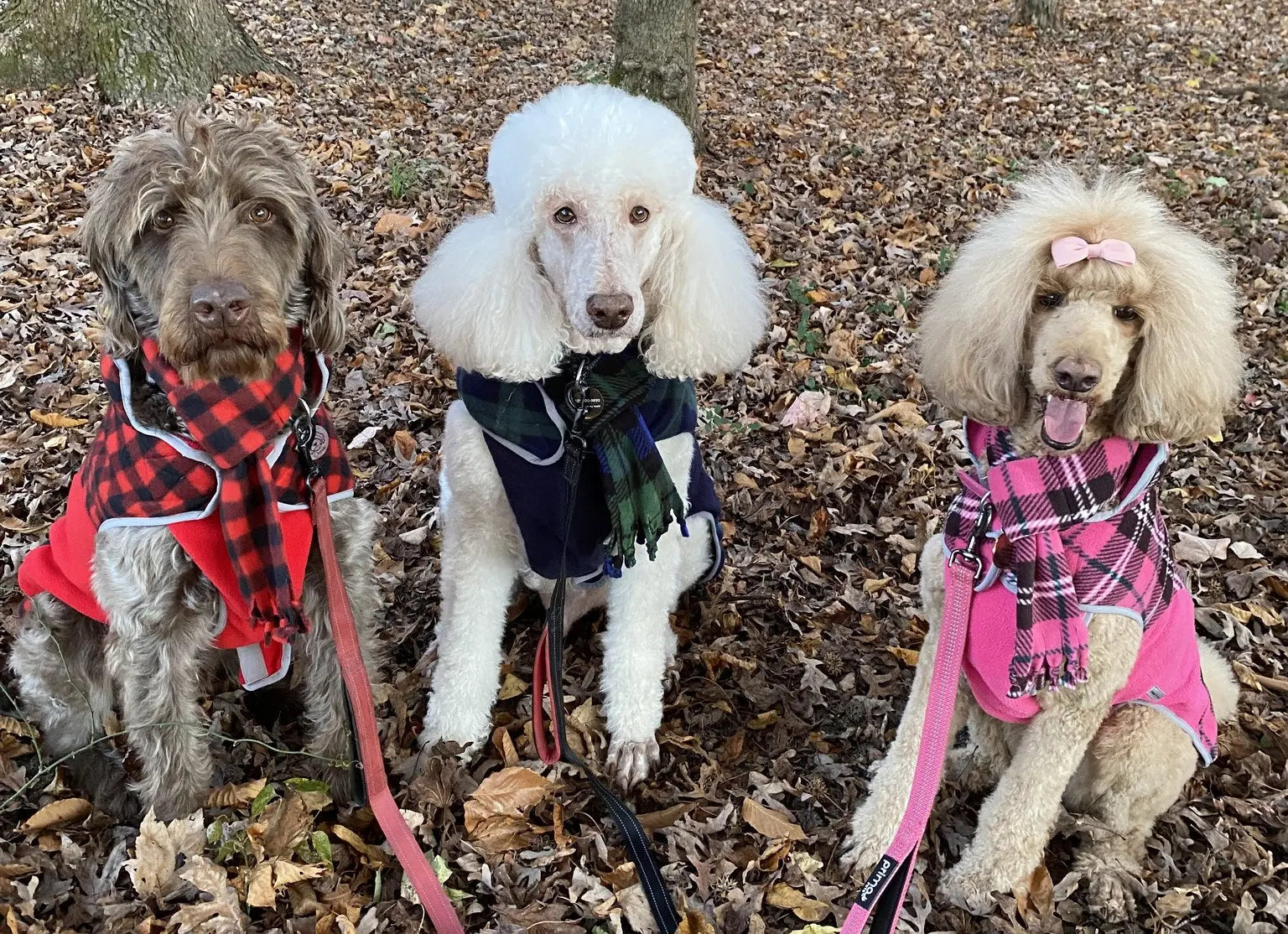 Standard Poodle Harnesses, Coats, Fleece Sweaters, Accessories | cloak & dawggie cloakanddawggie-mycaninekids Standard Poodle Harnesses, Coats, Fleece Sweaters, Accessories | cloak & dawggie cloakanddawggie-mycaninekids