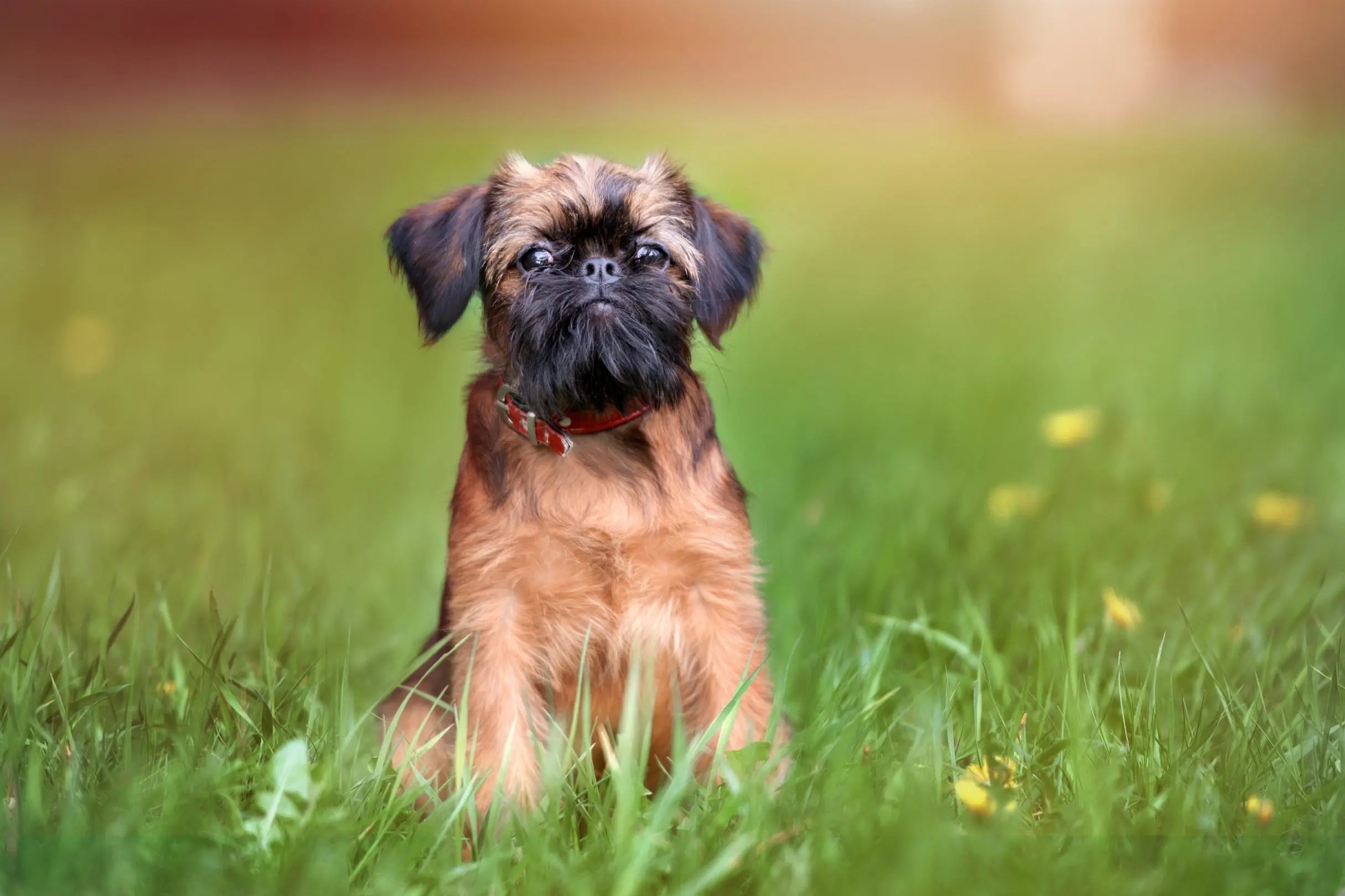 Teacup sales brussels griffon