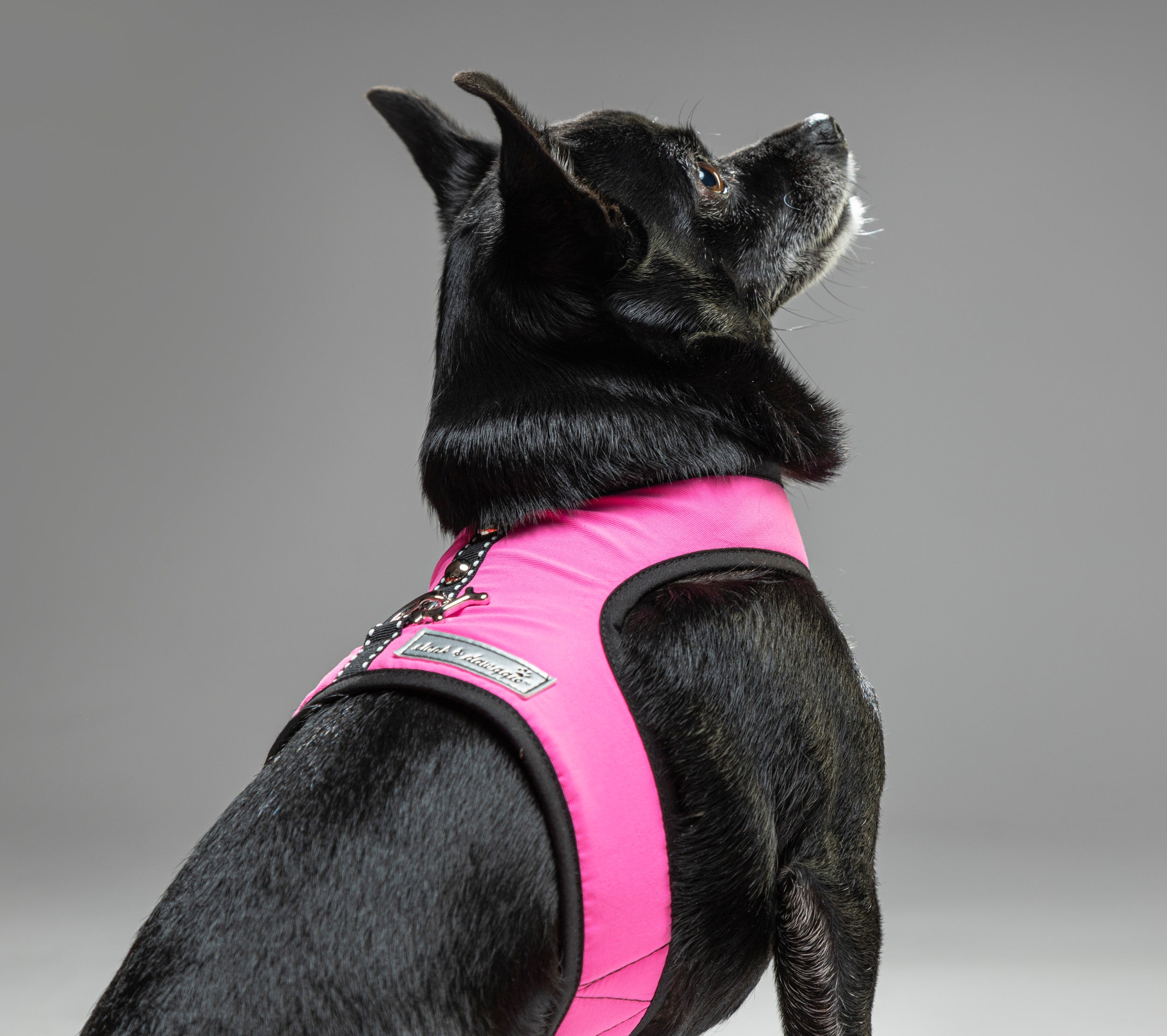 RoxiePink2_CloakAndDawggie_3K8