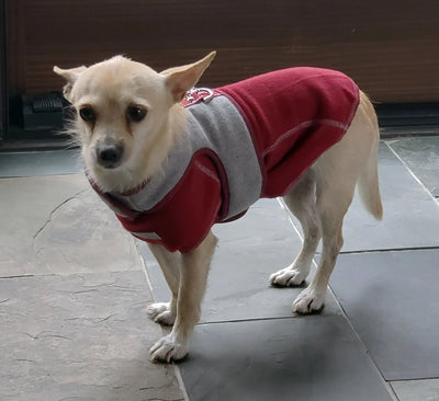 Flannel vest harness on tiny dog model with matching sweater