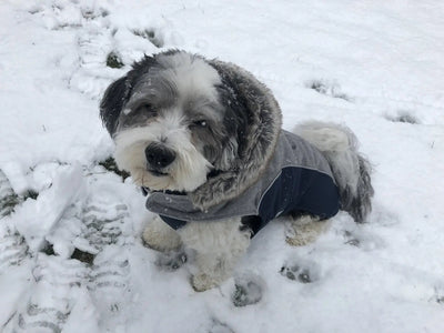 Flannel Apre` Ski Parka Luxury Dog Coat Gray Flannel Navy on a dog