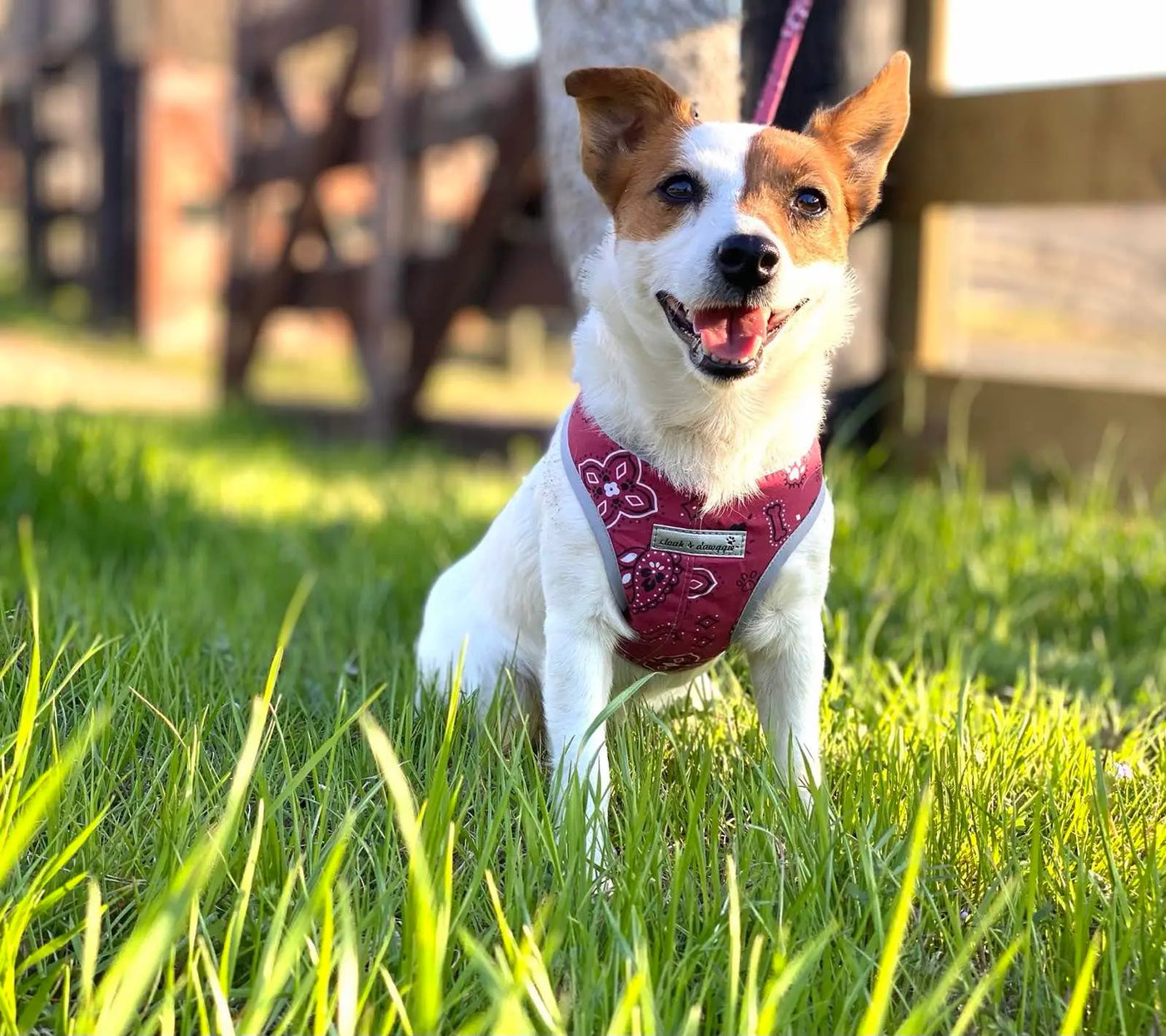 Bandana Print Designer Dog Harness and Leash Sets - cloakanddawggie-mycaninekids