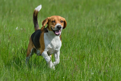 Beagle - cloakanddawggie-mycaninekids