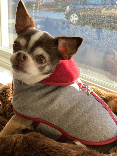 Teacup Chihuahua Dog Harness Sweater Coats and Carriers - cloakanddawggie-mycaninekids