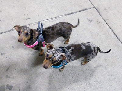 Doxie Pin Dog Harnesses Sweaters Coats and Carrier Bags - cloakanddawggie-mycaninekids