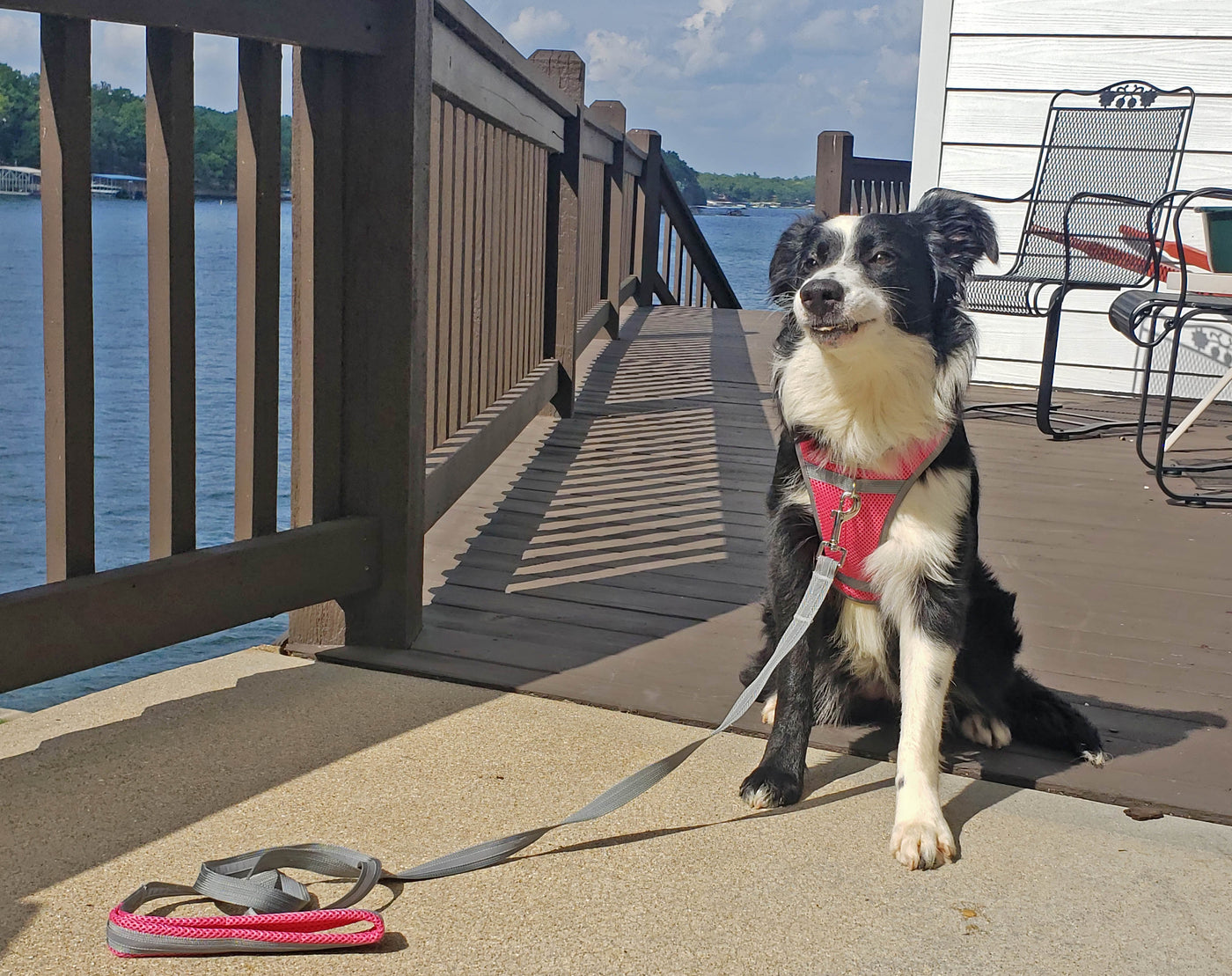 Mesh Dog Harnesses - cloakanddawggie-mycaninekids