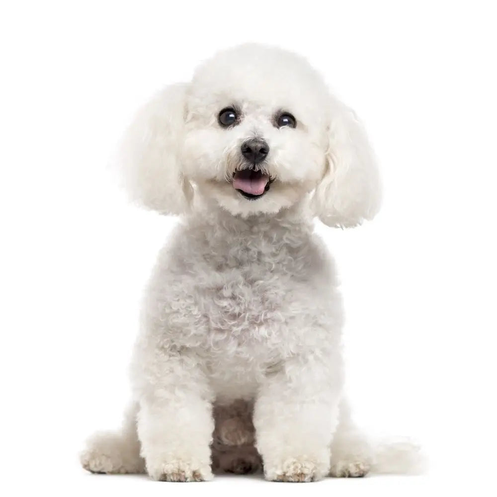 Bichon Frise - cloakanddawggie-mycaninekids