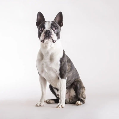 Boston Terrier - cloakanddawggie-mycaninekids