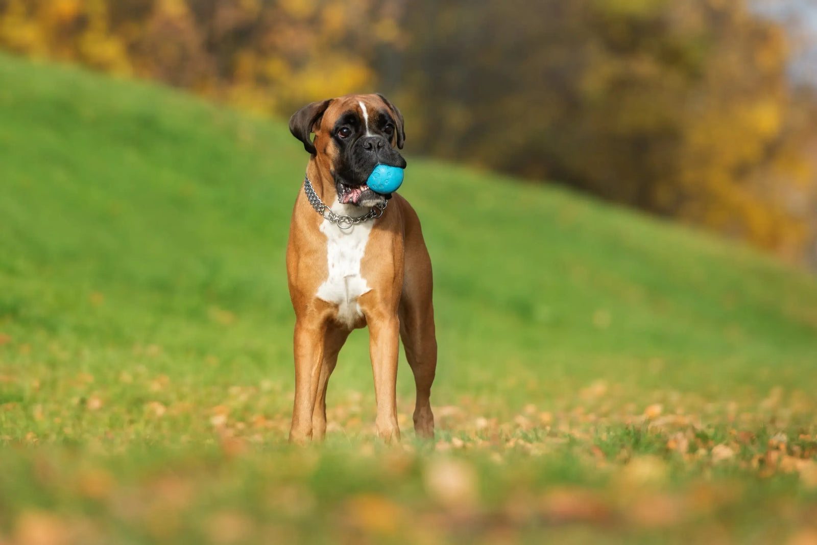 Dog sweaters for boxers best sale