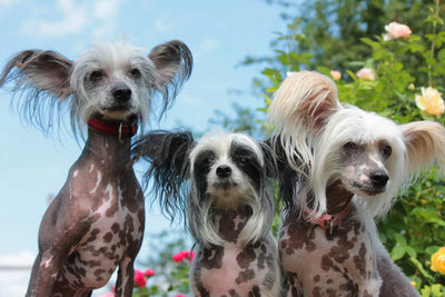 Chinese Crested Harnesses Sweaters Coats and Carriers - cloakanddawggie-mycaninekids