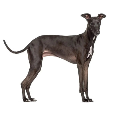 Italian Greyhound - cloakanddawggie-mycaninekids