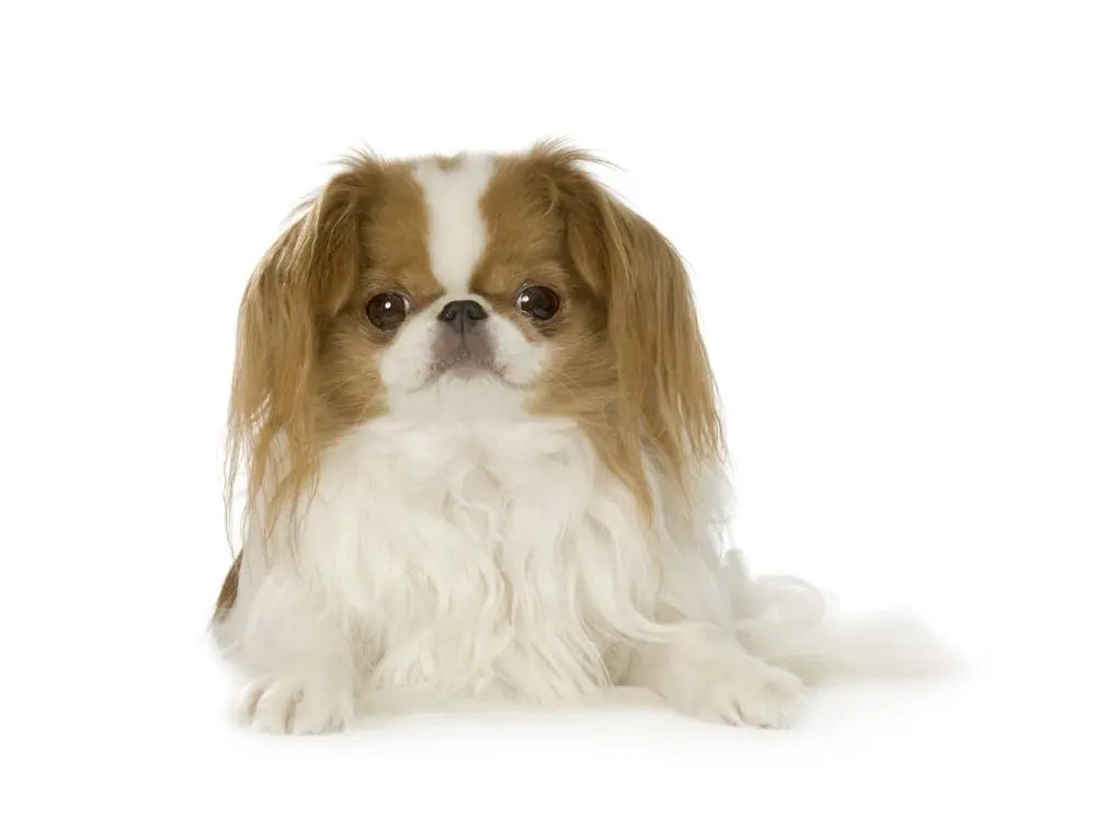 Japanese Chin - cloakanddawggie-mycaninekids