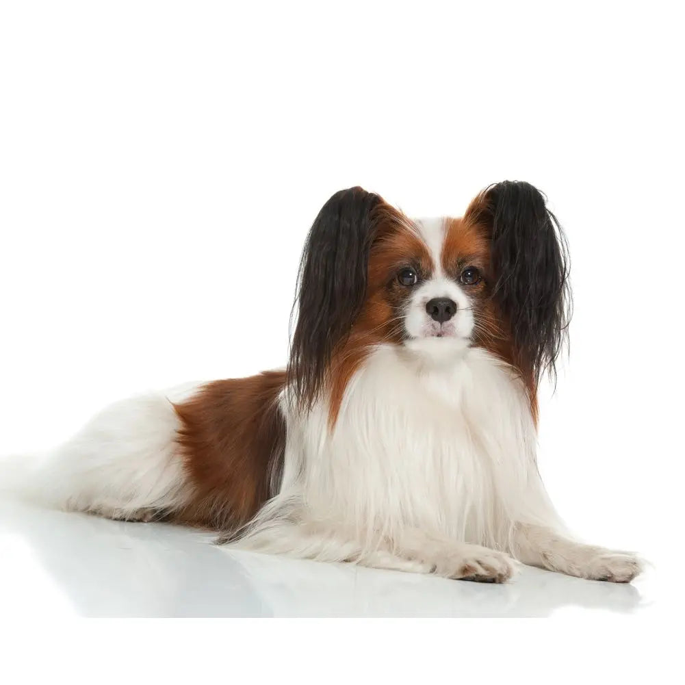 Papillon Harnesses, Coats, Clothes, Carriers and Accessories