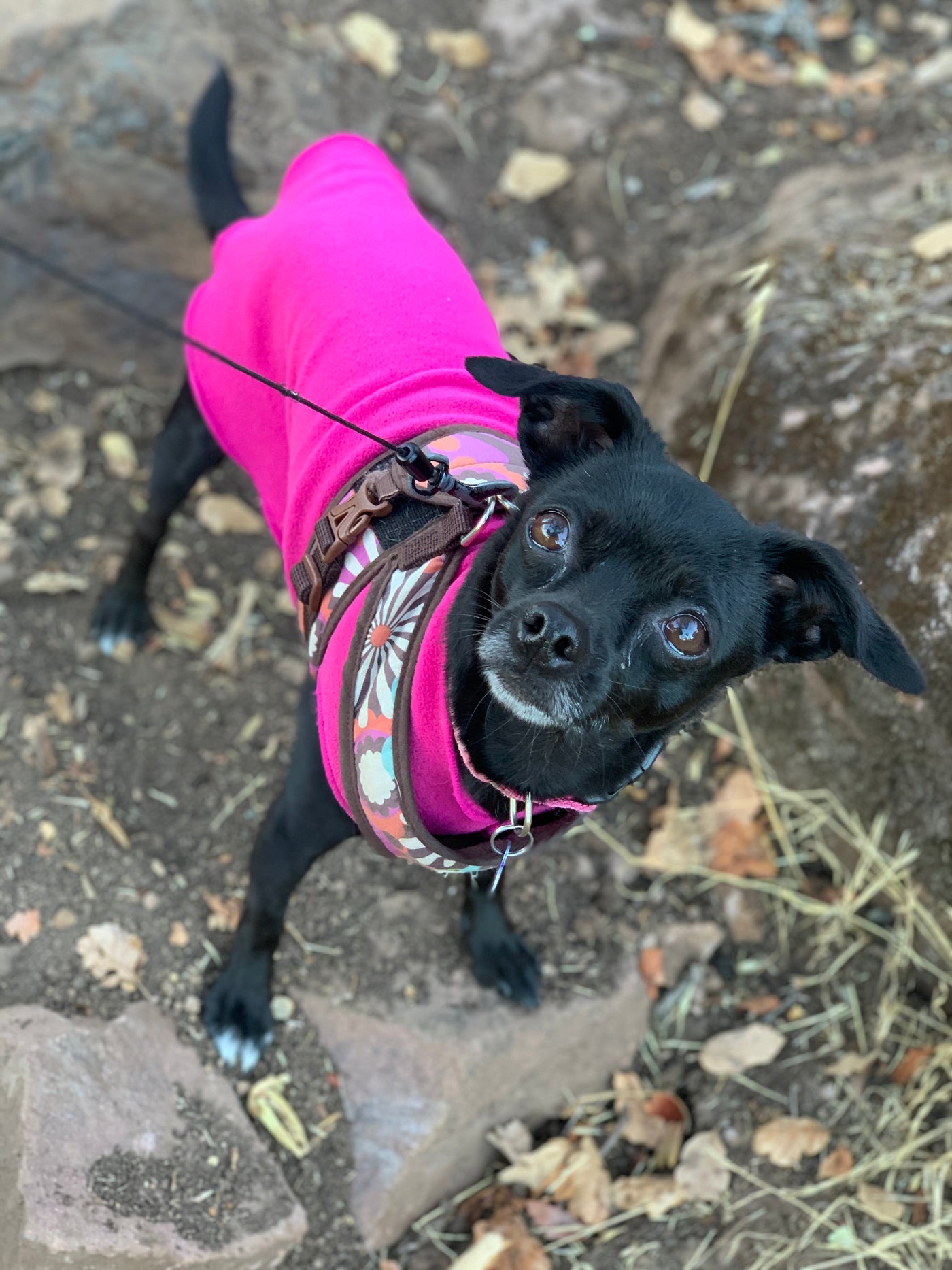 Teacup Flannel Harness - cloakanddawggie-mycaninekids