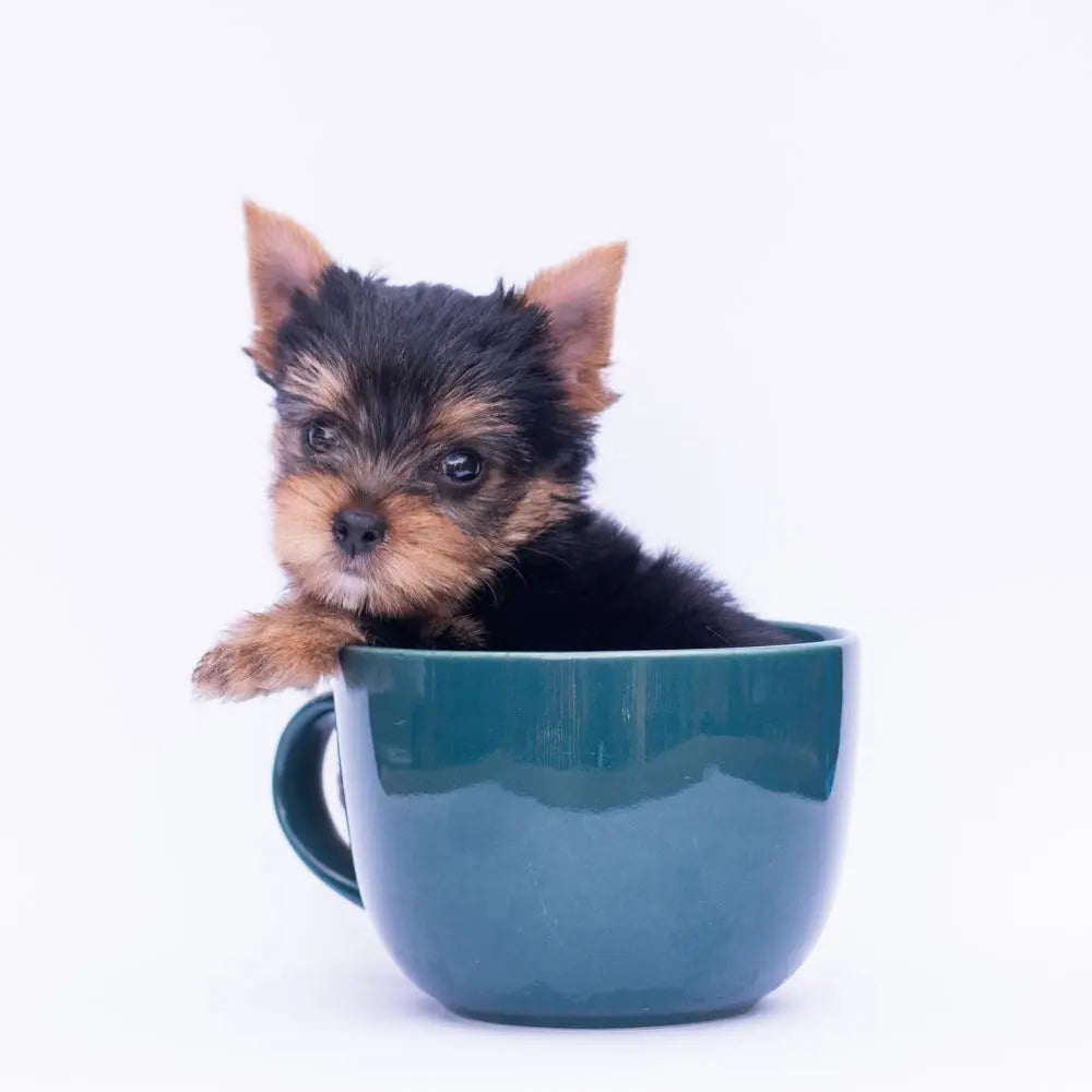 Teacup Yorkie - cloakanddawggie-mycaninekids