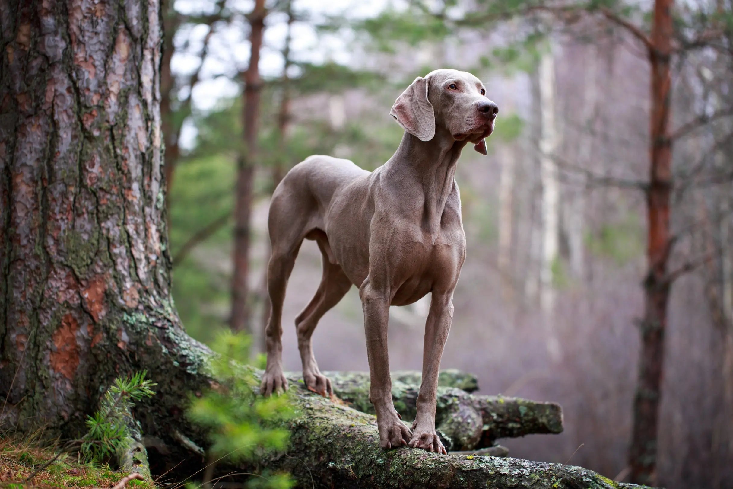 Weimaraner dog best sale coats uk