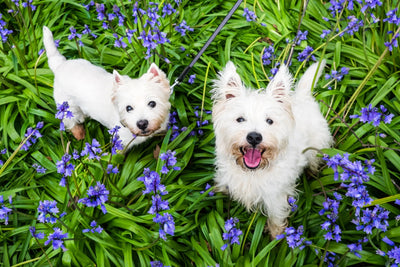 Westie Harnesses, Coats West Highland Terrier - cloakanddawggie-mycaninekids