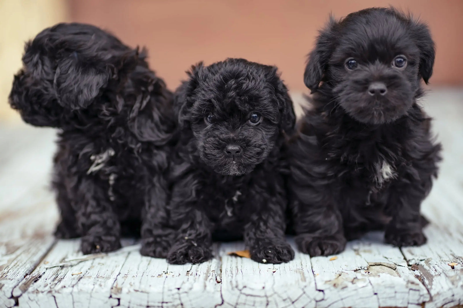 Yorkie orders with poodle