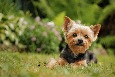 6 Best Yorkie Harnesses: For Summer, Winter & Teacup Puppies