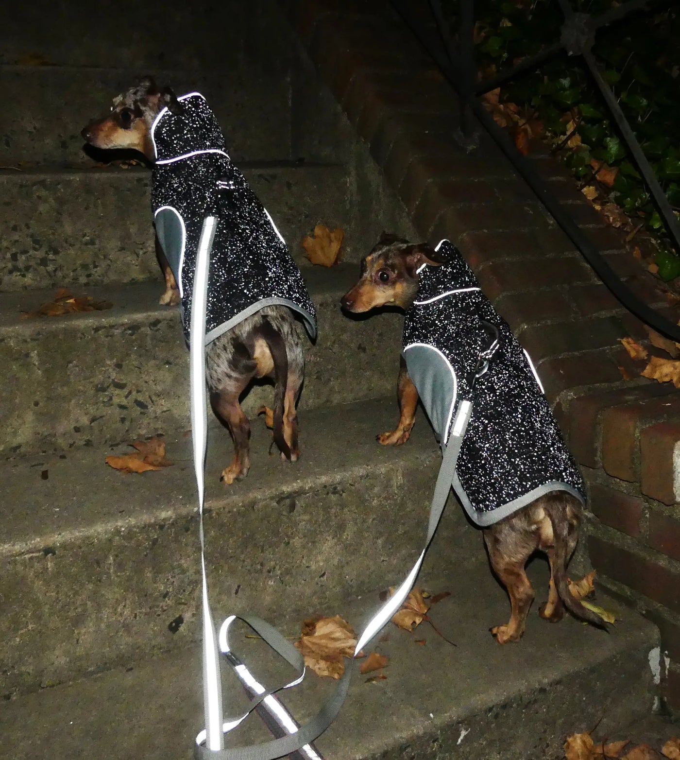 Precision Fit Glow Parka modeled on dachshund dogs