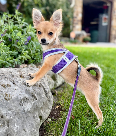 Step N Go Mesh Step In Dog Harness No Buckle - #LBS to 25LBS