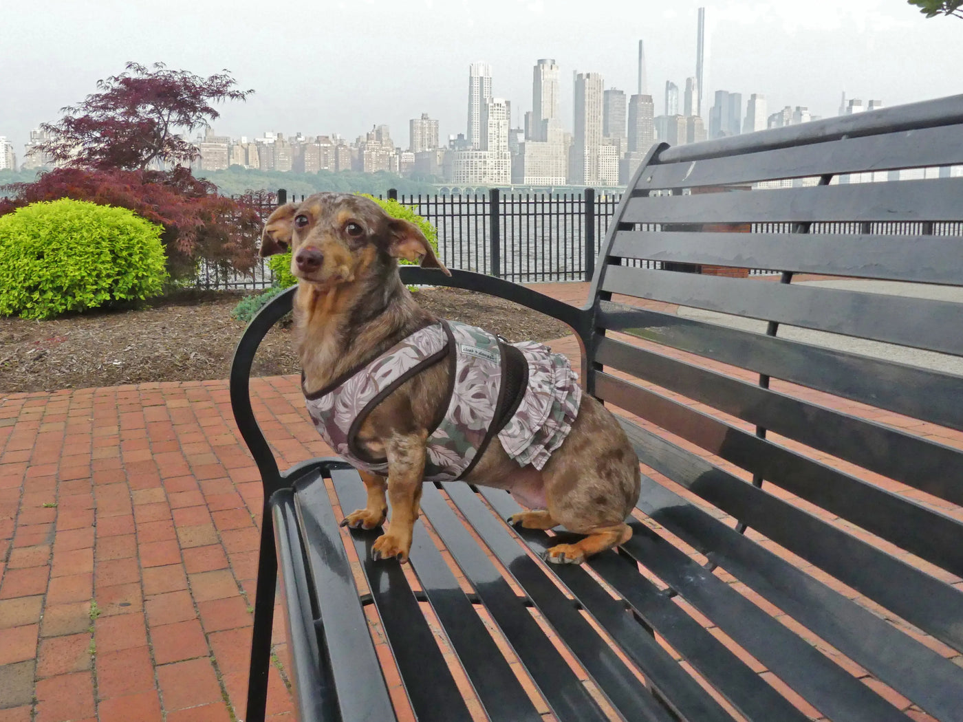 Floral Camo Harness dress on a dog sitting on a bench
