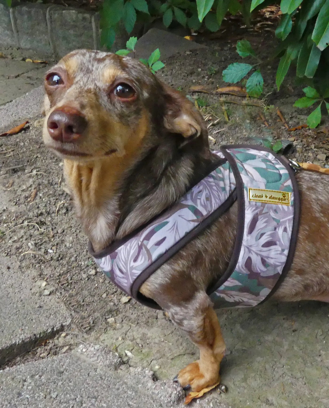 Floral Camo Step In Harness on a dog