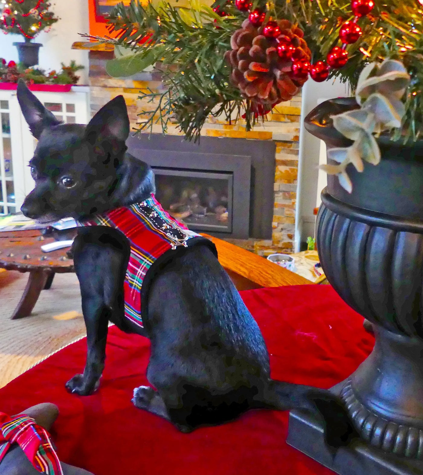 Holiday Tartan Red Plaid Teacup Dog Harness Vest modeled on a dog