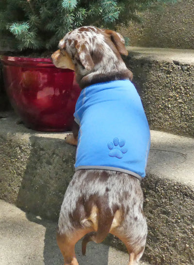 Paw Embossed T Shirt on a dog