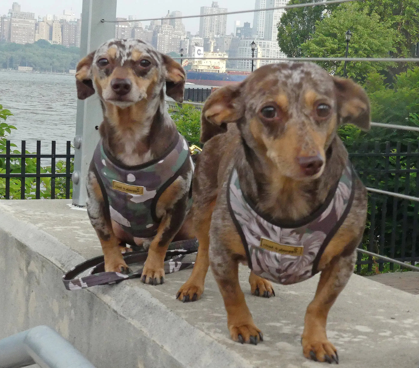 Precision Fit Camo Harnesses on dachshund dogs