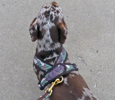 Precision Fit Camo Harnesses on dachshund dogs
