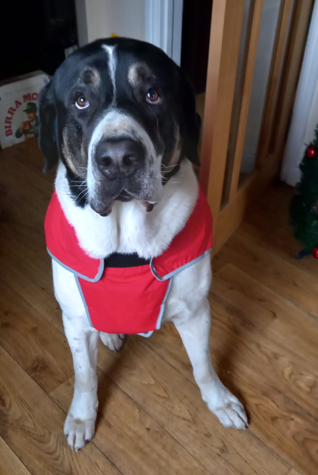 My Canine Kids XXL Precision Fit™ Dog Parka for Giant Breeds