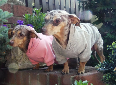 Dog Embossed Sweatshirt Pink & Grey on dogs
