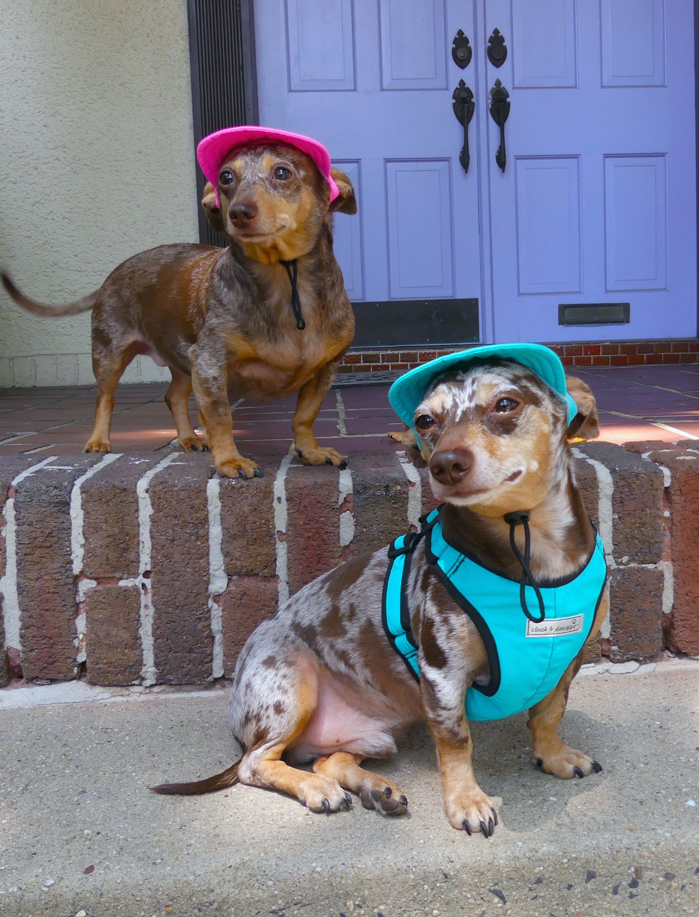 Dog Ball Cap to Match Anniversary Collection for Teacup to Medium Dogs