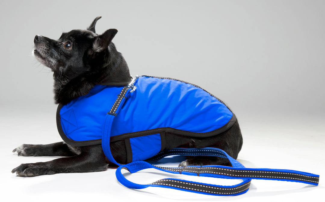 RoxieRoyalCoat1_1080x.jpg?v=