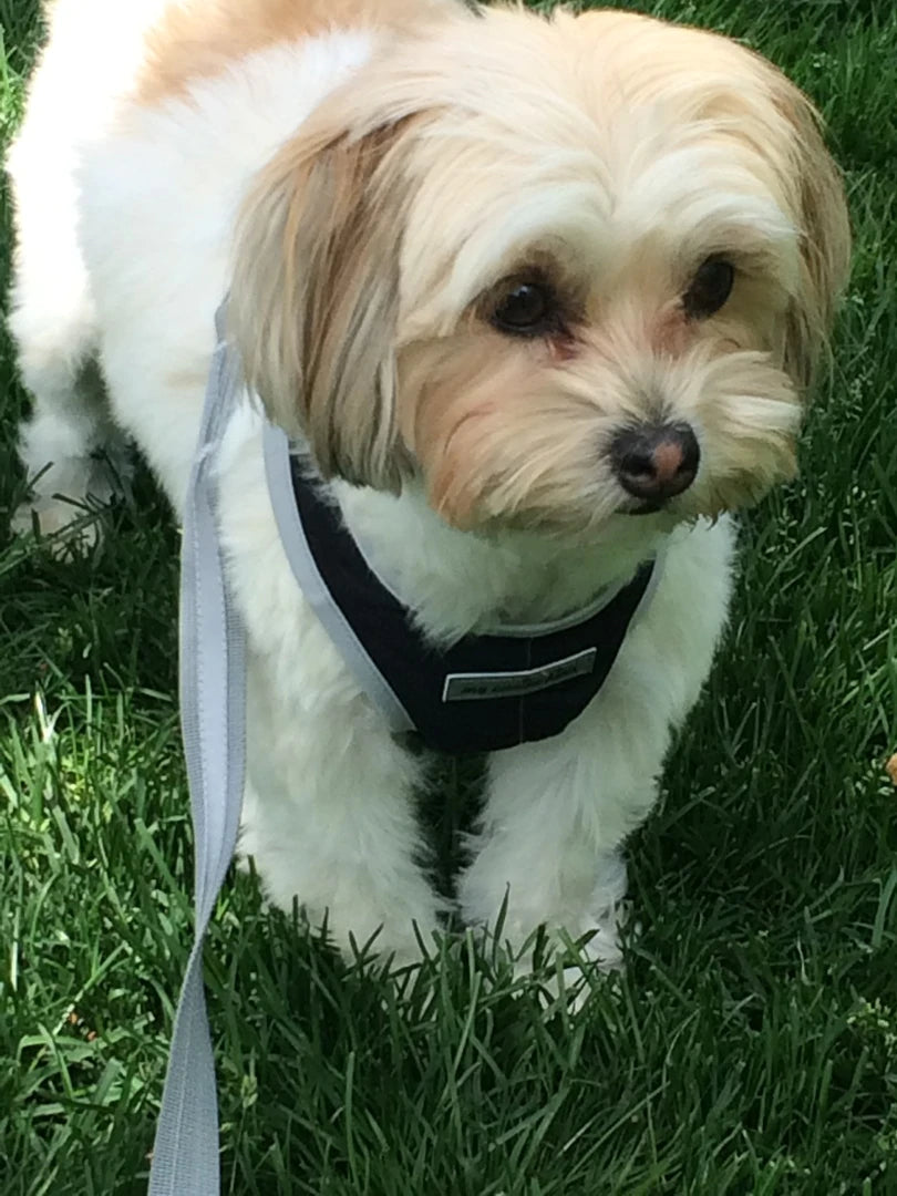 Cloak & Dawggie  My Canine Kids, Inc. - Shop Dog Harnesses and More