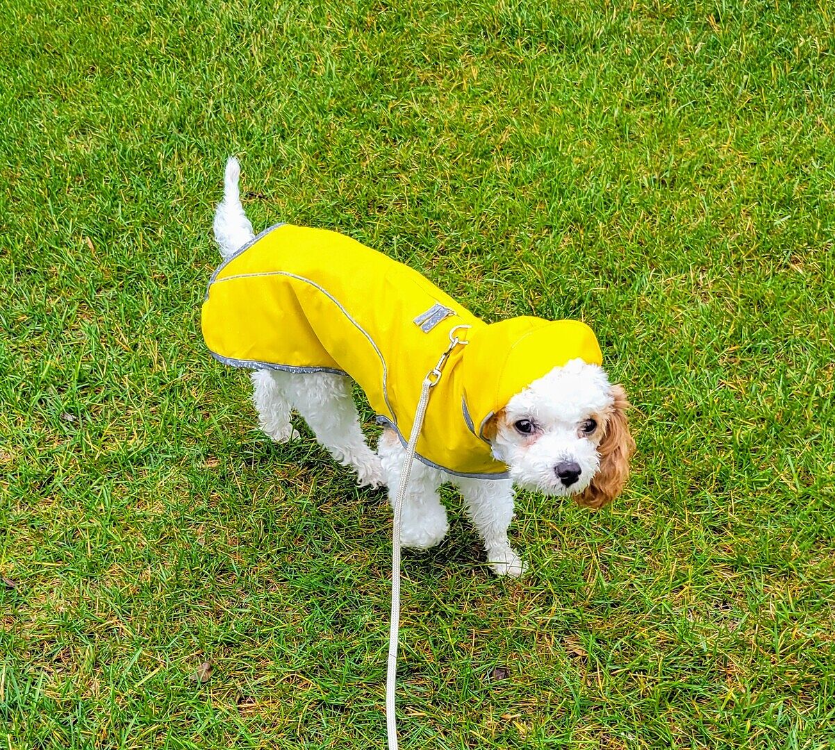 Cloak & Dawggie | My Canine Kids - Shop Dog Harnesses and More