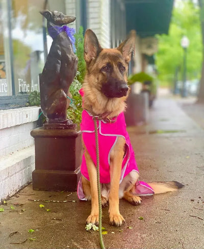 Pink dog raincoat on german shepherd cloak and dawggie my canine kids