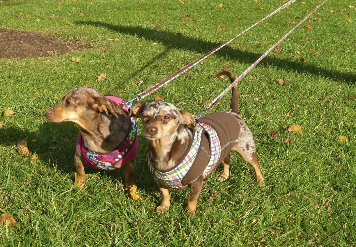 2 dogs with sweater sets and matching leads