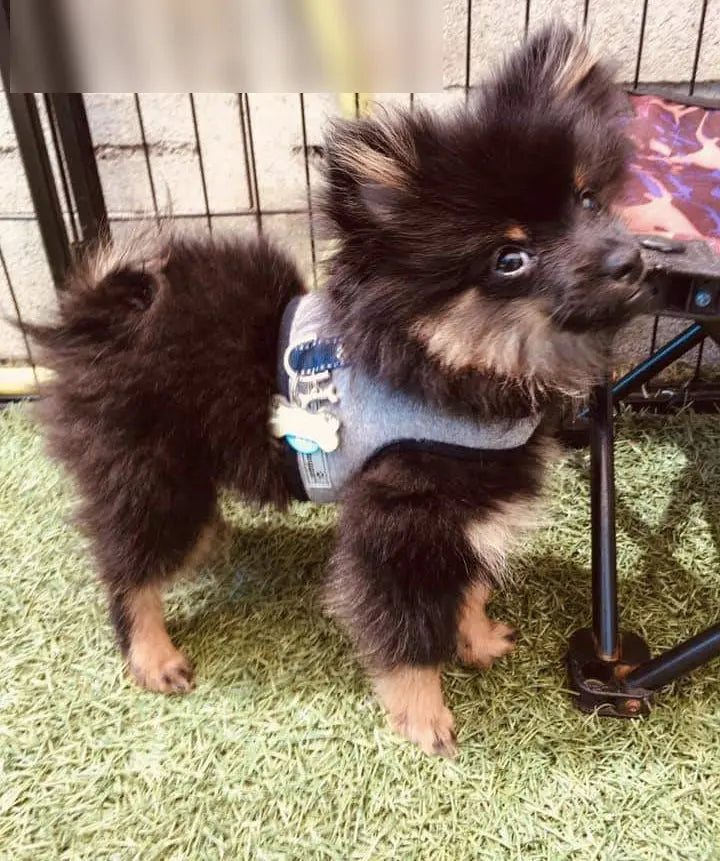Flannel vest harness on tiny dog model