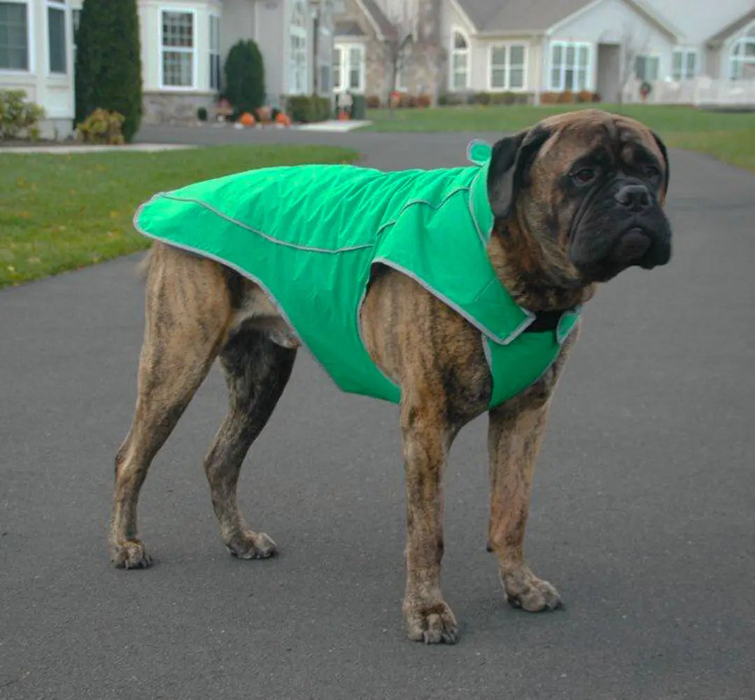Precision Fit Sport Parka Reflective Waterproof Lined Coat Green on a Bull Mastiff dog