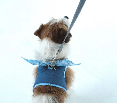 Dog wearing denim harness 4900 Cloak and Dawggie 