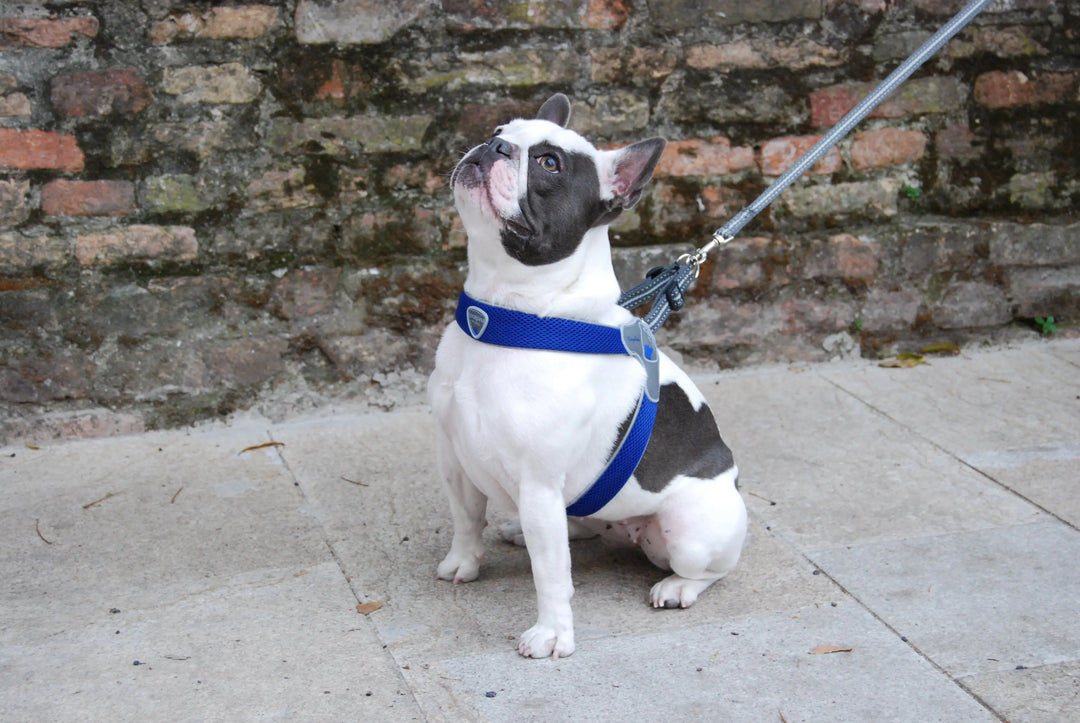 Coralpina Dog Harness Sport Mesh Step In Cloak & Dawggie