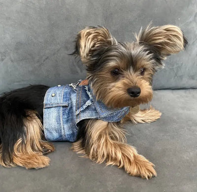 small dog jean jacket harness cloak and dawggie