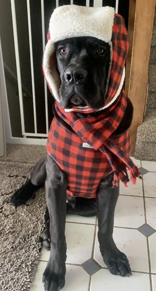 Great Dane Xxl Dog Coat Great Dane Coats For Winter Great Dane/Big
