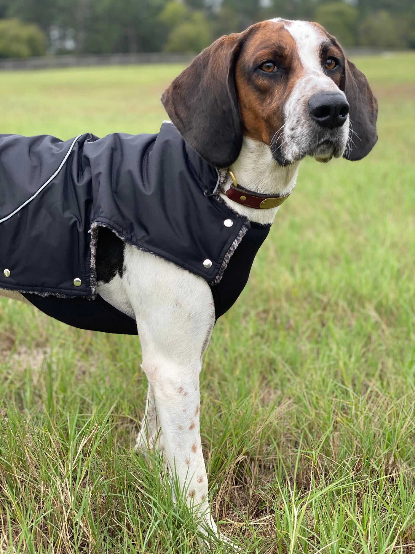 Mighty Dog Coat on a beagle