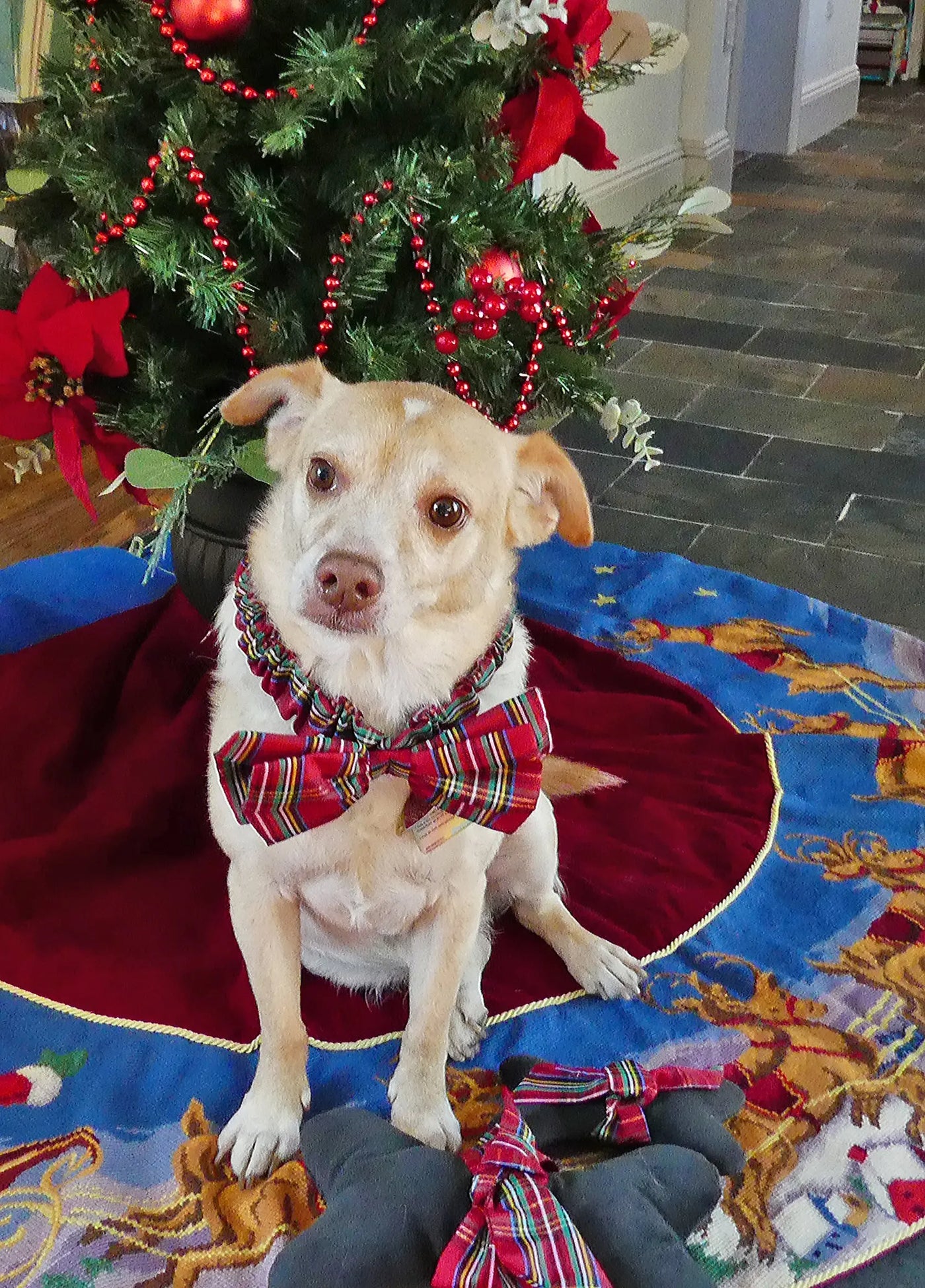 Holiday Tartan Bow Tie Scrunchie for Boy Dogs