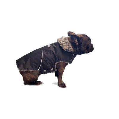 Mighty dog stretch jacket on french bulldog model my canine kids cloak and dawggie