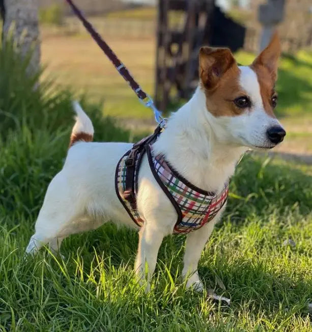 Padded dog harness for jack russell best sale