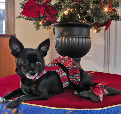 Holiday Tartan Ruffle Dog Skirt for Teacup Vest or Step N Go Harness - cloakanddawggie-mycaninekids